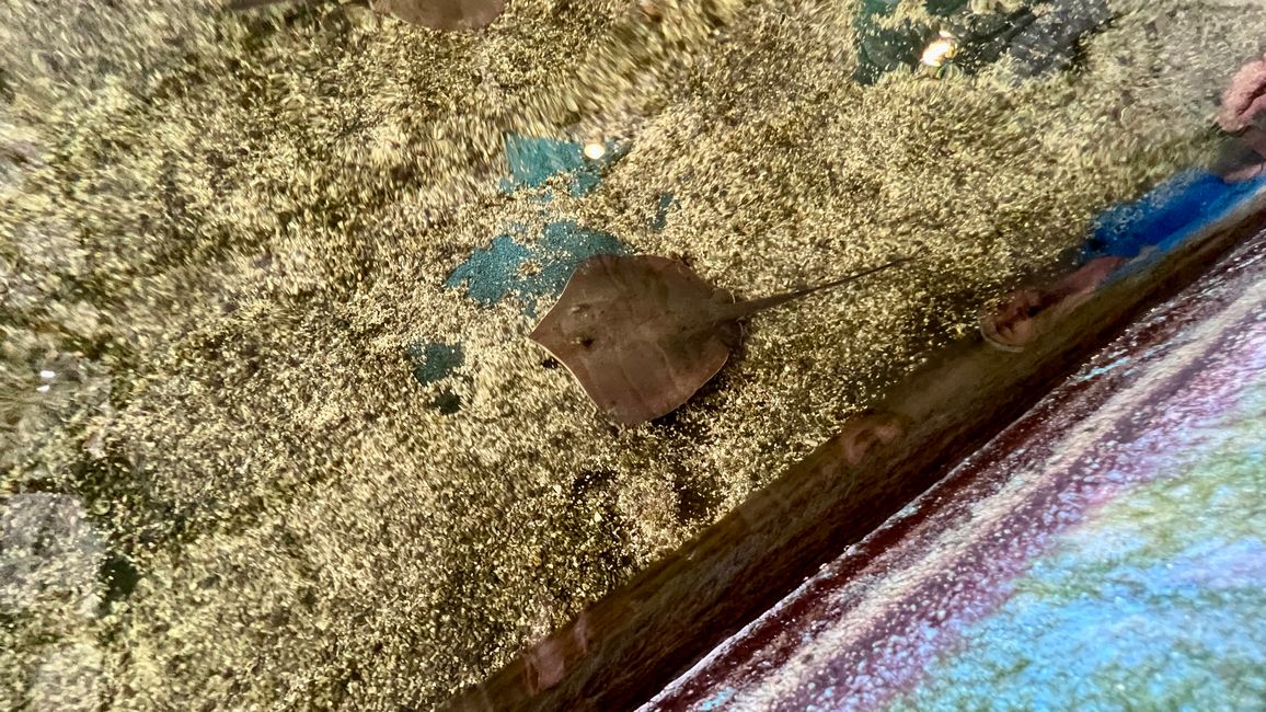 Tag 387 - St. Augustine Aquarium & Old Jail Museum
