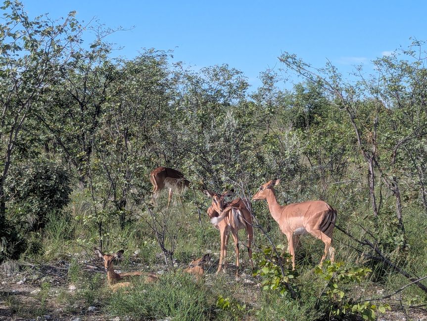 Parc national d'Etosha