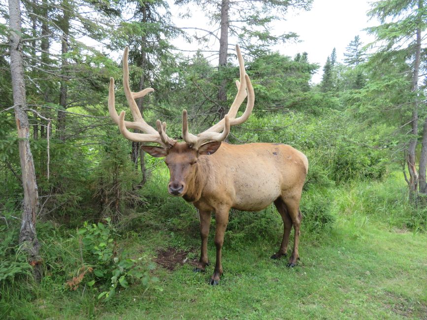 Elk (Zoo Sauvage)