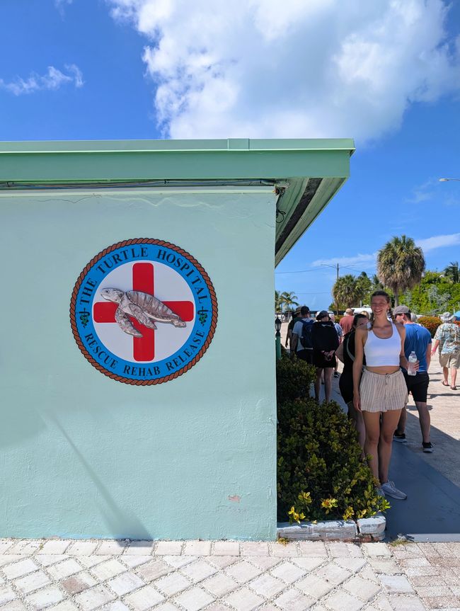 Schildkröten Krankenhaus