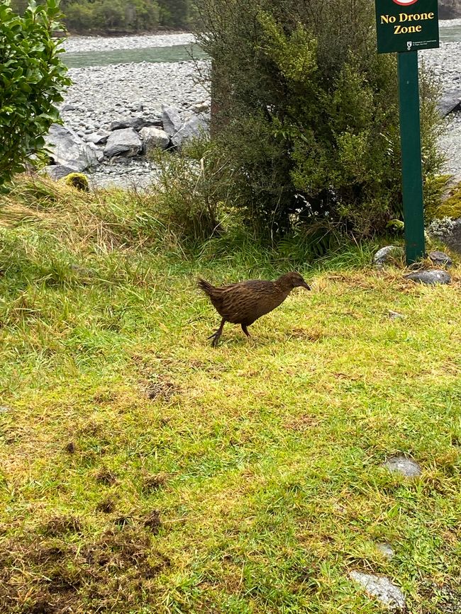 Road trip to Milford Sound