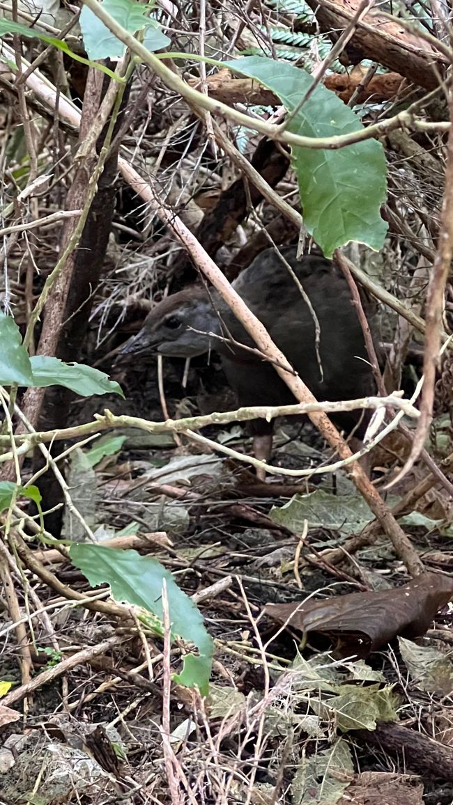 Weka