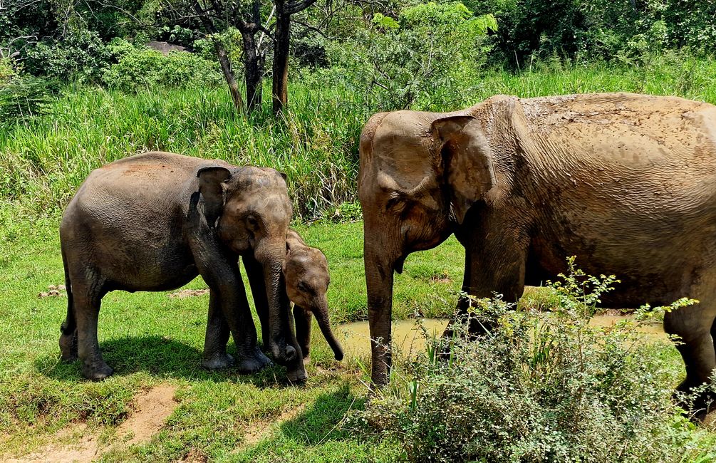 Hurulu Eco Park