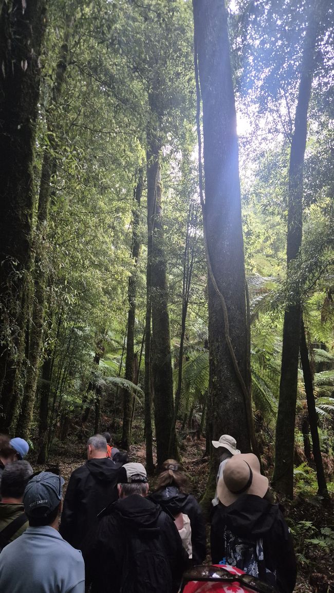 Whirinaki – Der Tag, an dem mich die Natur wieder gefunden hat