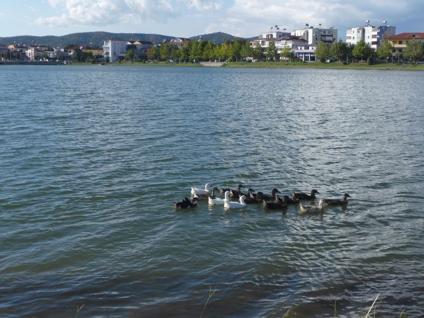 Kein Köpfchen im Wasser 