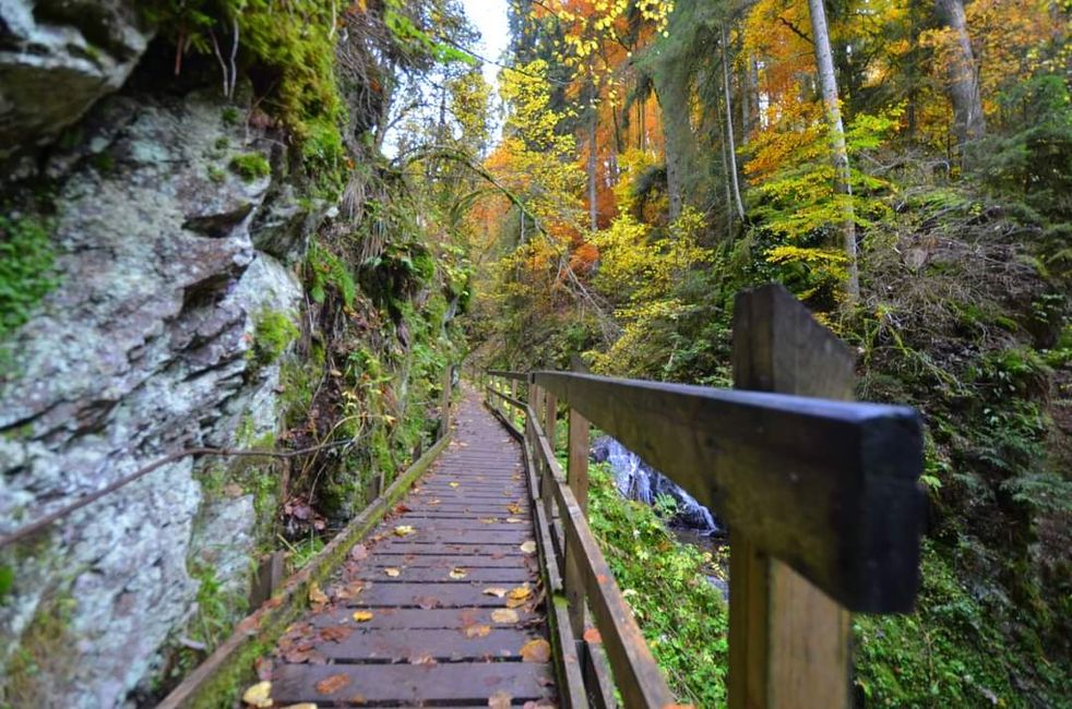 Autumn hiking in the Wutach Gorge: Red, yellow, orange... and you're right in the middle!