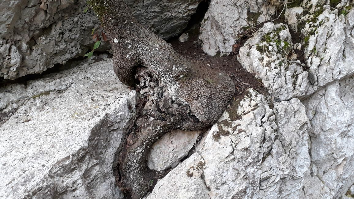 5. Merveilleuse forêt sur le Monteluco
