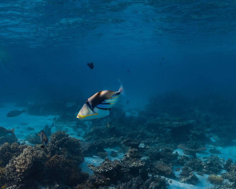Snorkeling
