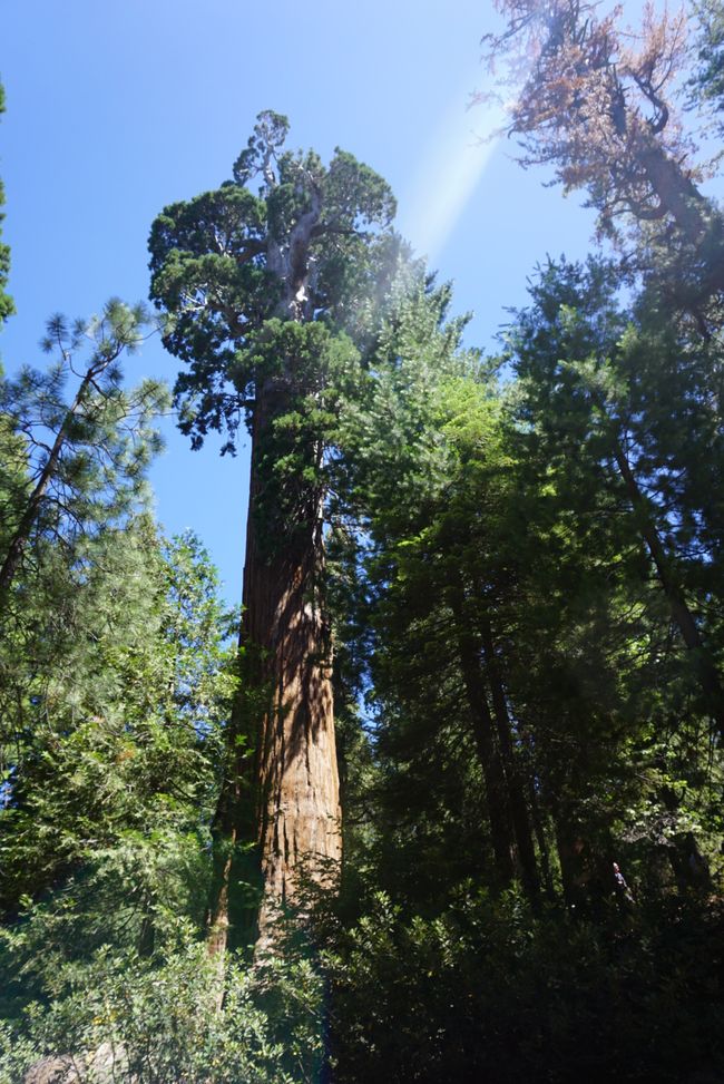 Etiqueta 10 - Gigantes del bosque 🌲