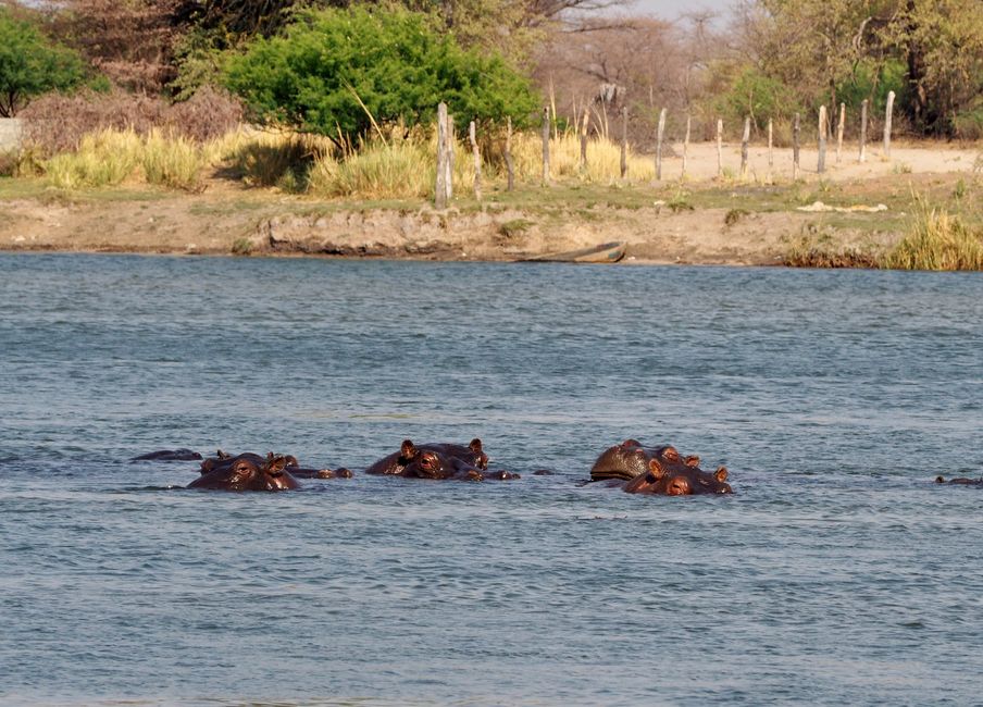 Breakfast with the Hippos