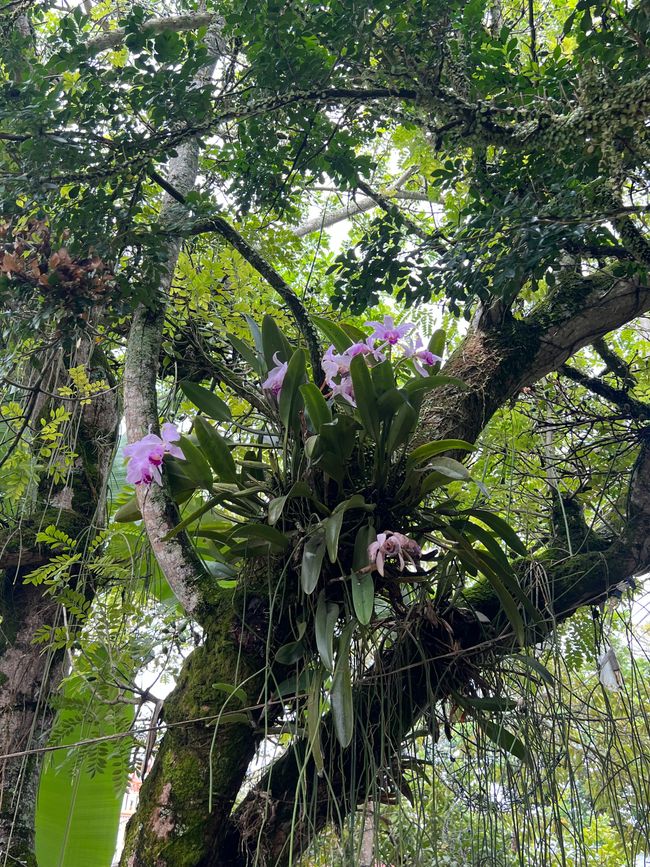 Tag 4/Sa (🚗Neiva - La Jagua)