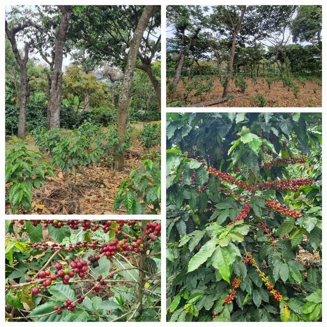 Producción