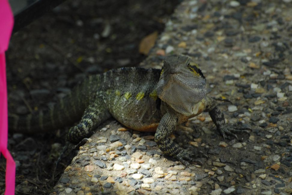 2 Nächte in Cape Tribulation
