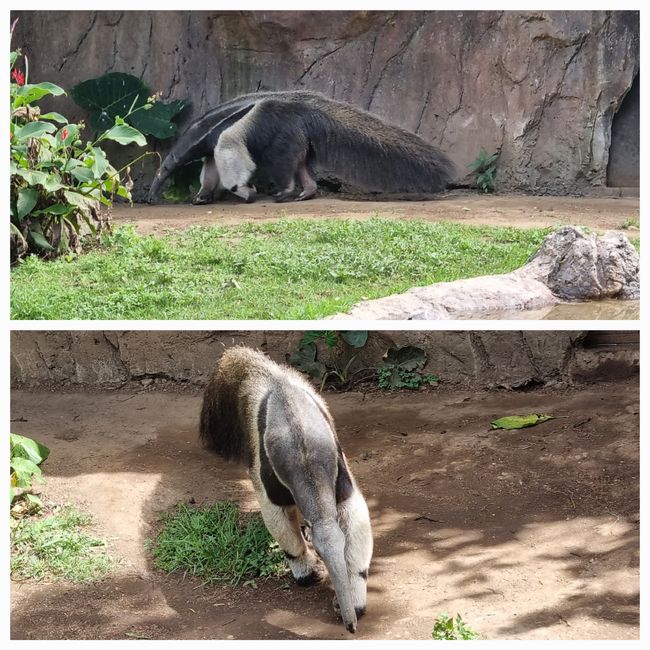 Tag drei: Zoo Aurora und Stadtteil Cayala