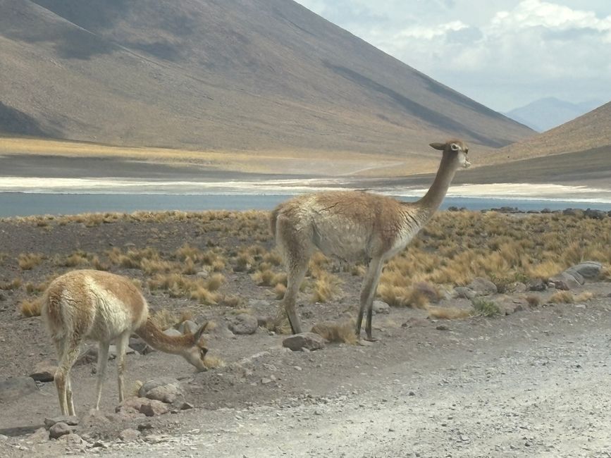San Pedro de Atacama