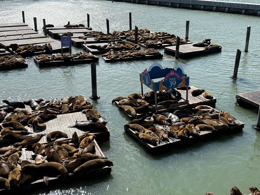 Les lions de mer paresseux de Pier 39
