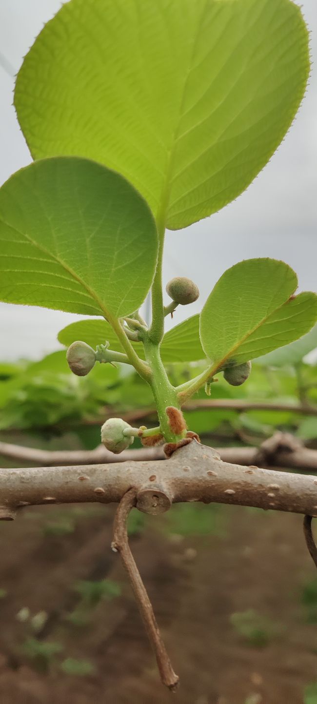 Knospen nach dem zupfen