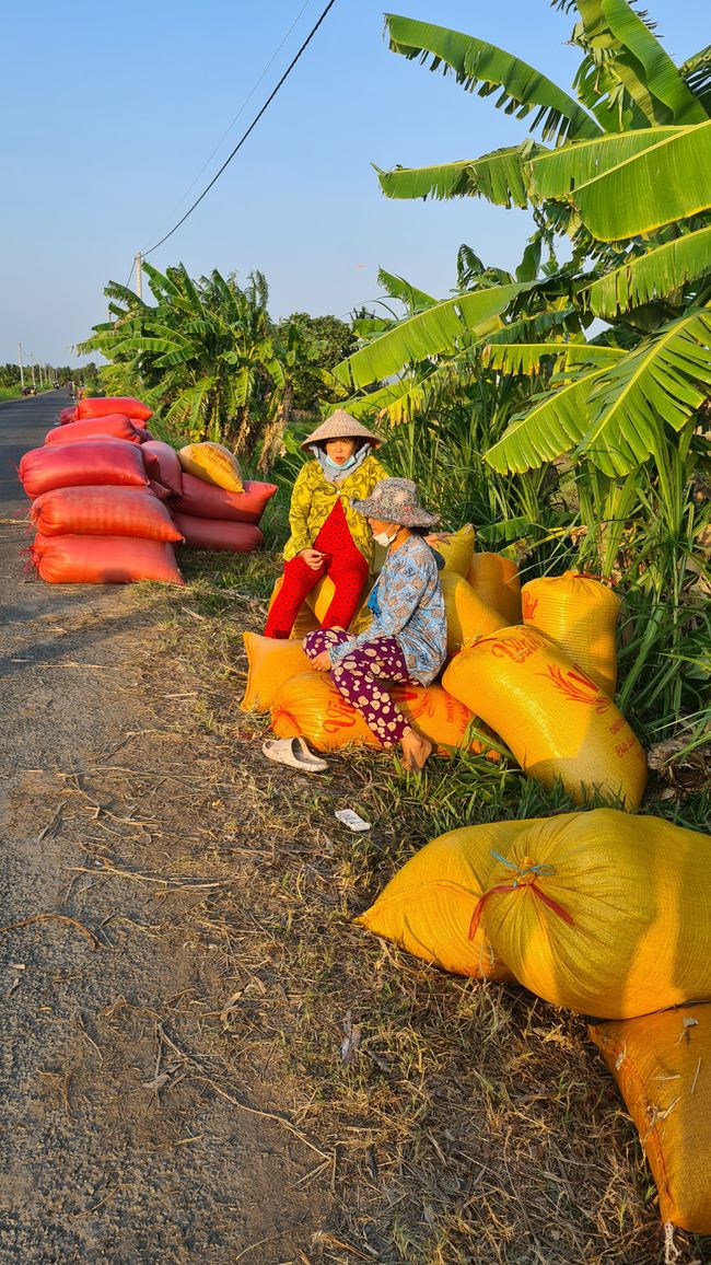 Samstag, 2.3.24, Mekong Delta, Radtour(Com herstellen, Bauernhof mit Kerzen und Dachblätter herstellen)