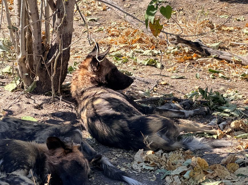 Abschied von Botswana