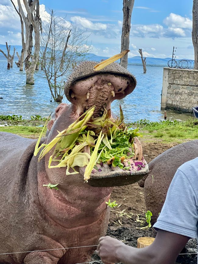 Från Lake Naivasha Country Club till Great Rift Valley Lodge and Golf Resort