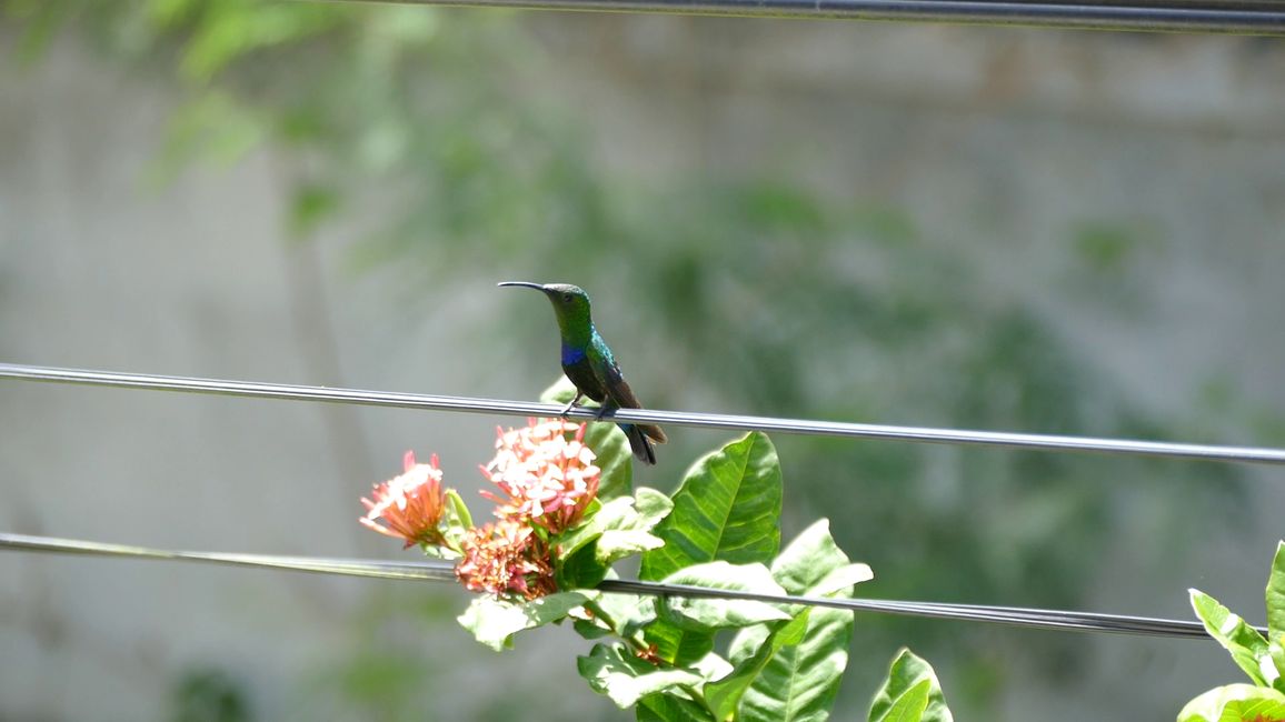 Von Kolibris und leider verbleichten Korallen