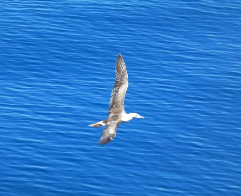 Traversée vers Alotau - Oiseaux marins et poissons volants