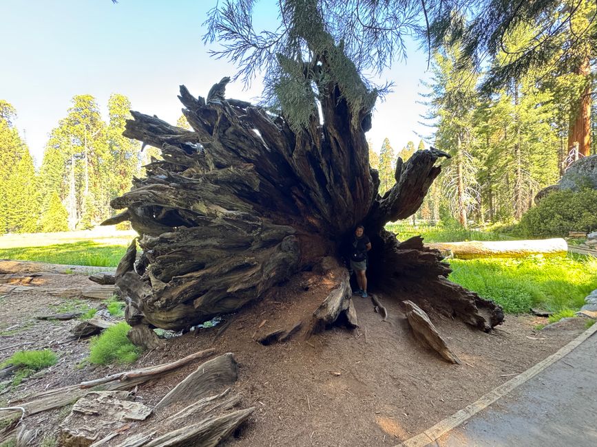 Sequoia National Park