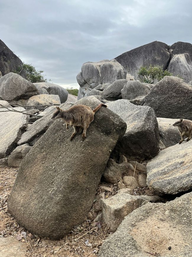 Cairns + Wallabys
