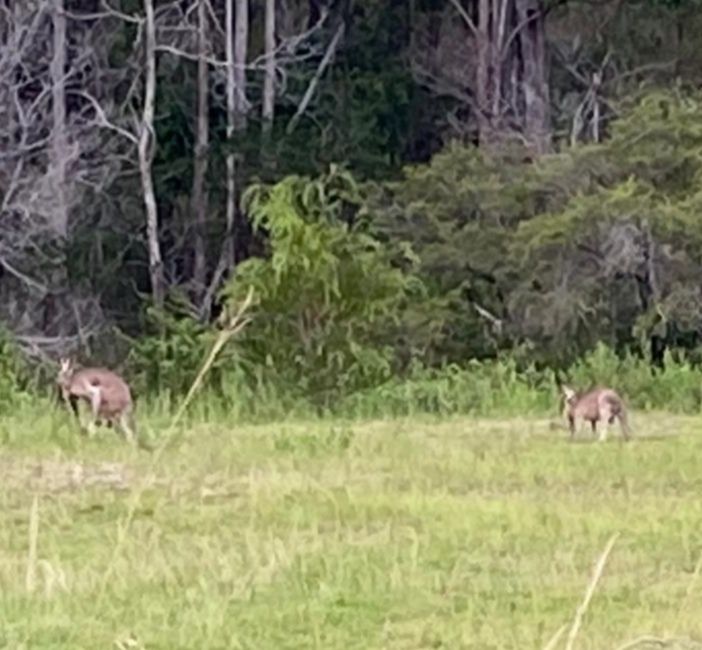 Kangaroos in the wild... 