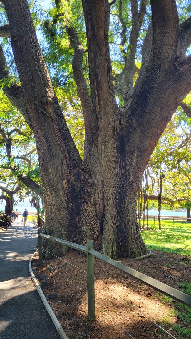 Heute königliches Programm – Royal Botanical Garden in Sydney