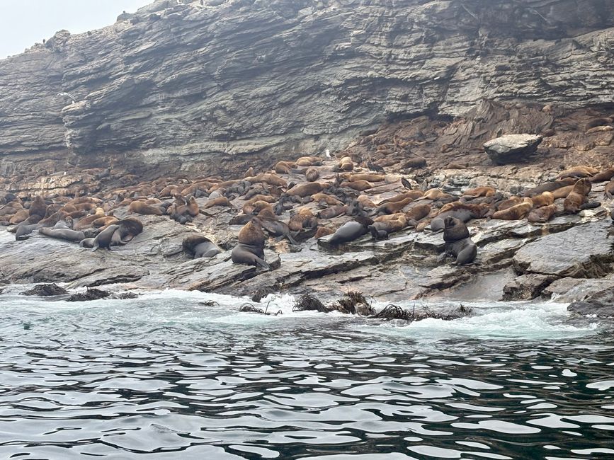 1000 leones marinos en las rocas...