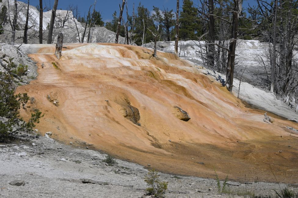 Mammoth Hot Springs - Sinterterrassen
