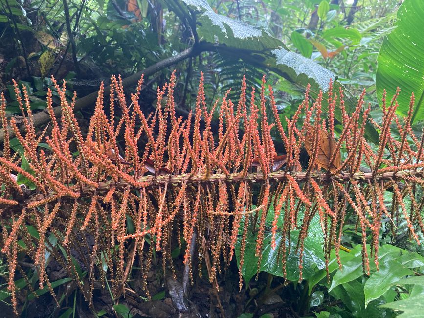 Monteverde