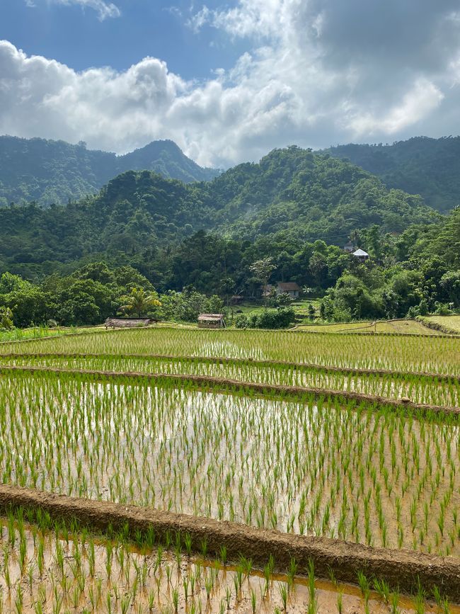 Rice fields at the 5 holy springs