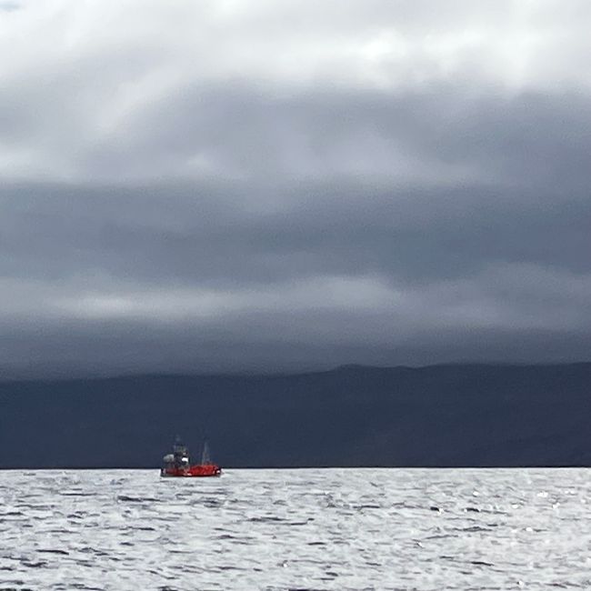 Whale Watching Husavik