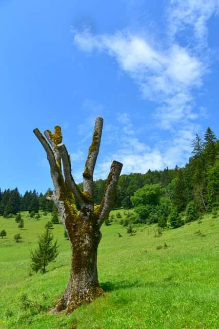 * * * Hayedo de enebro y cara de roca: una caminata en la belleza salvaje del Lochenpass * * *