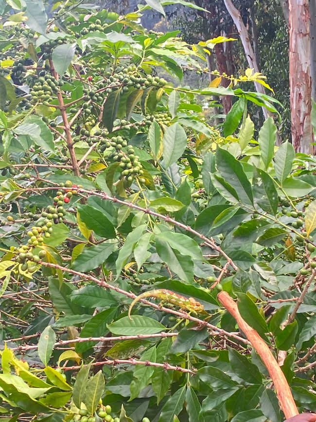 El Este en el Monte Elgon