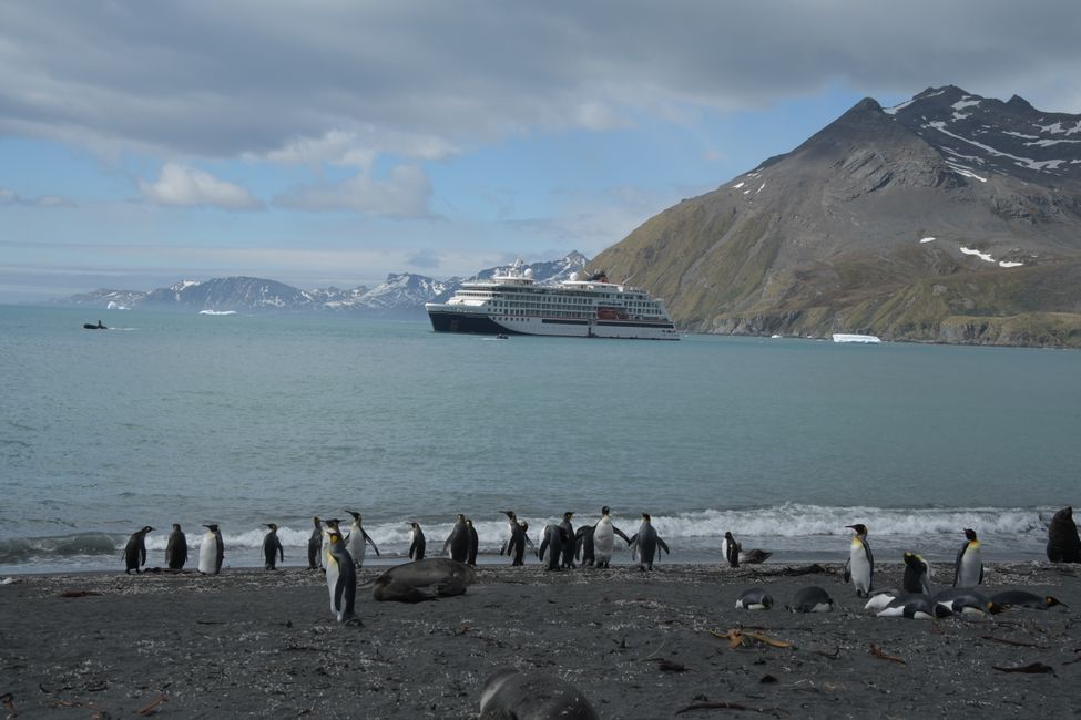 Königspinguine / King penguins