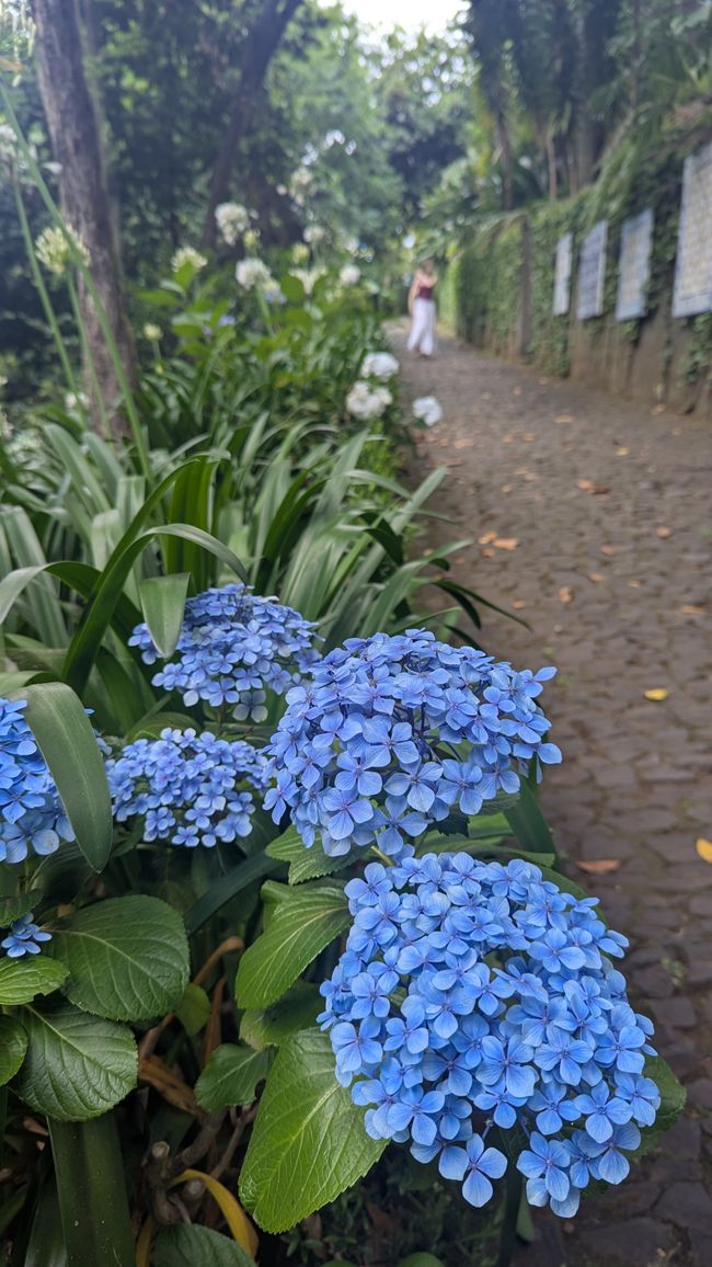 Tag 9: Funchal - mit einer rasanten Schlittenfahrt