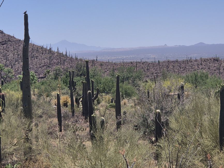 En el Museo del Desierto Arizona-Sonora