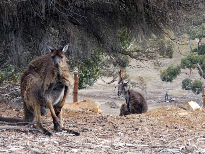 Emu Bay und Stokes Bay, Kangaroo Island