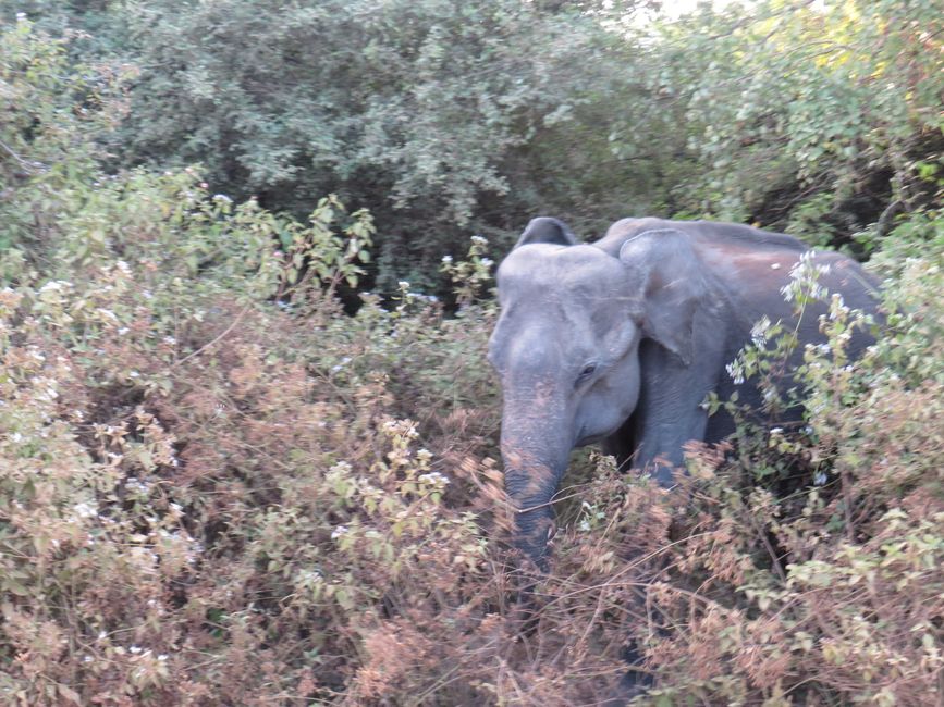 Udawalawa - Safari avec des éléphants
