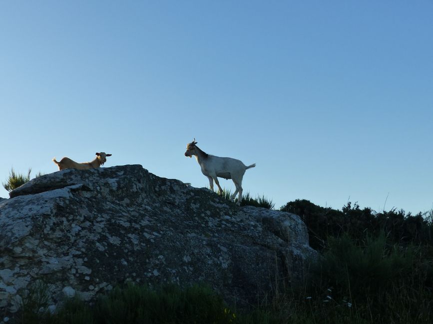 At the cape, there are goats on land (of course with little ringing bells)...