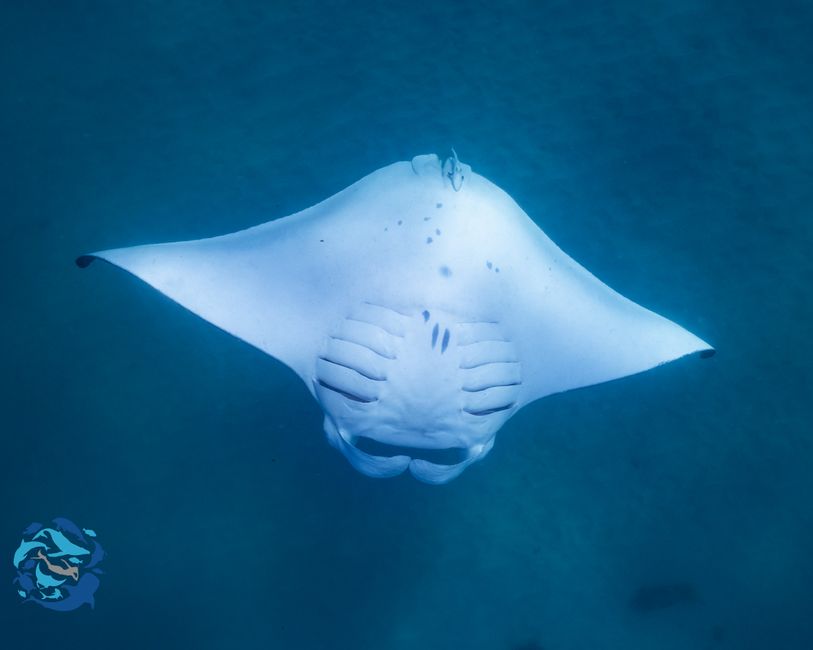Snorkeling