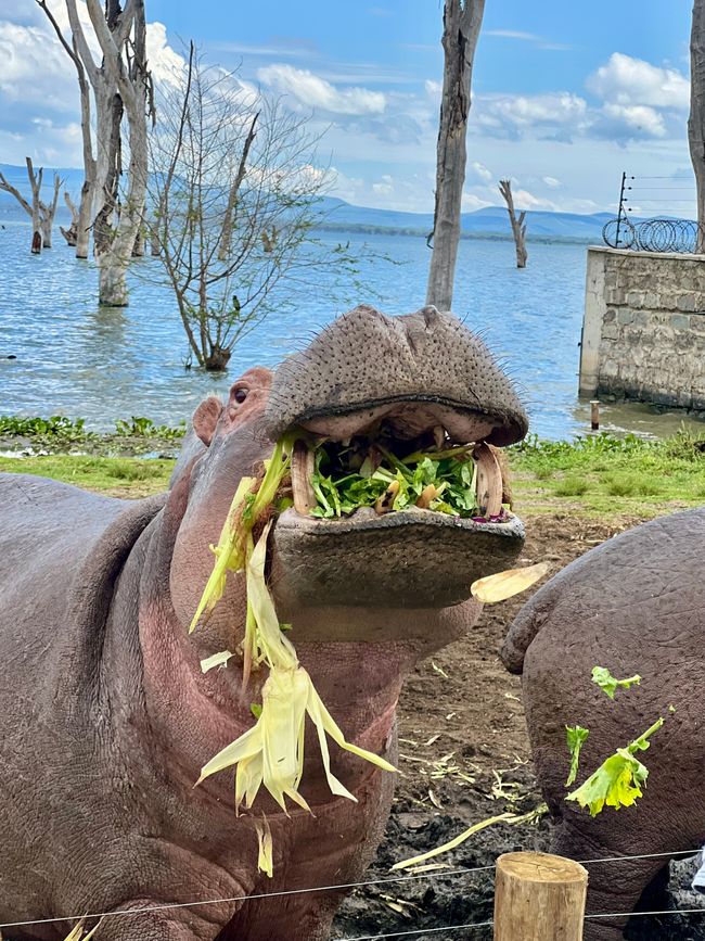 Från Lake Naivasha Country Club till Great Rift Valley Lodge and Golf Resort