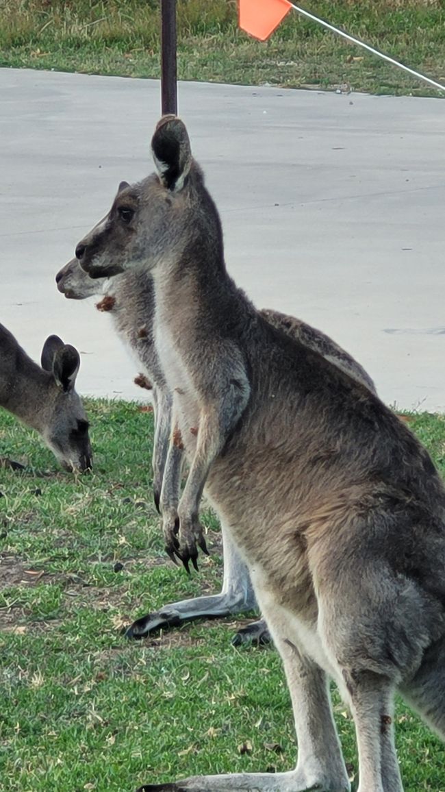 Halls Gap – Meet the Wildlife im Vorgarten