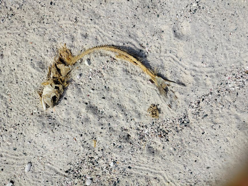 Isola di Masirah
