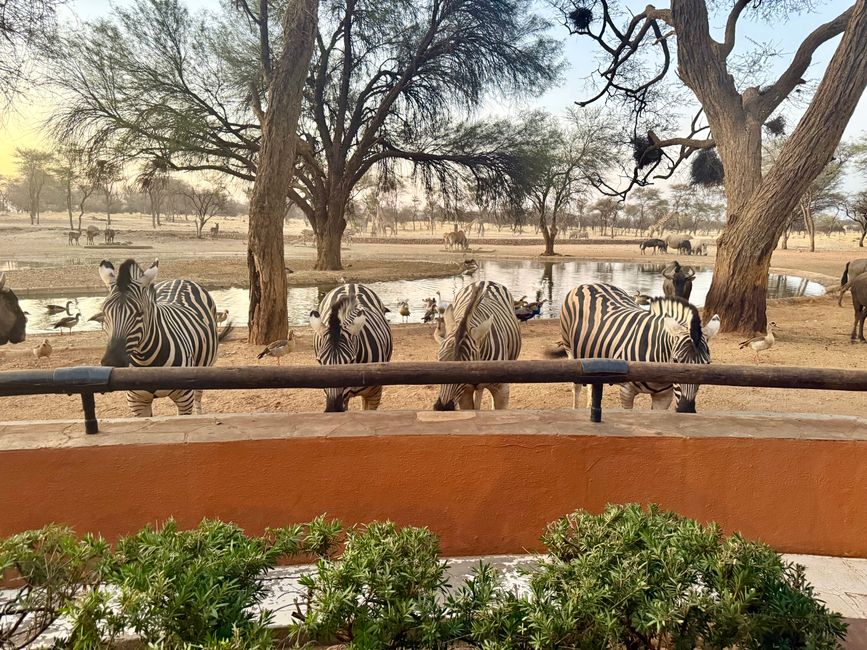 Namibia 2k25 🦓🏜️🐘