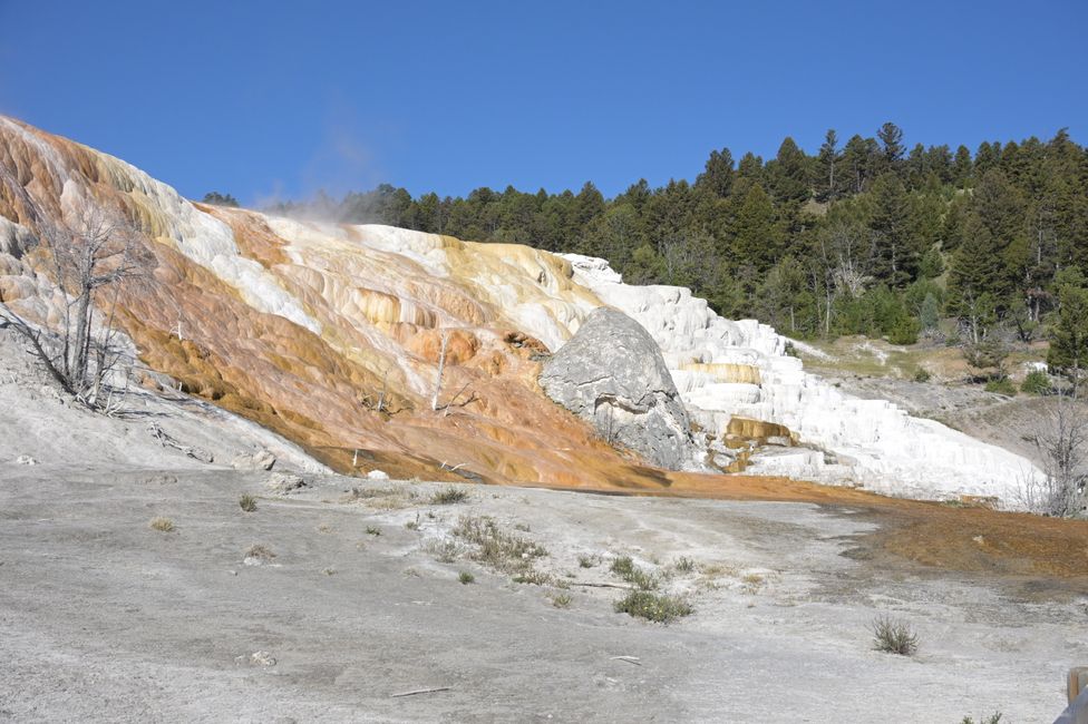 Mammoth Hot Springs - Sinterterrassen