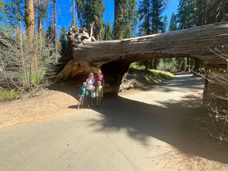 Tunnel Log